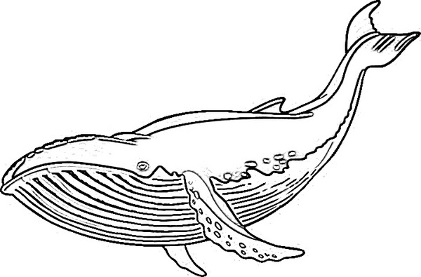 Wieloryb kolorowanki